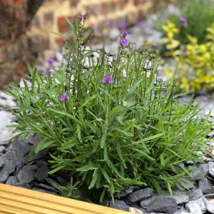 Lavender Garden